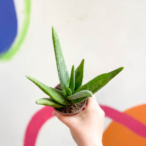 aloe vera plant sprouts Aloe vera – Sprouts of Bristol