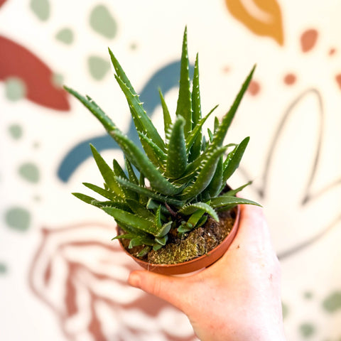 Aloe vera 'Verini' - Sprouts of Bristol