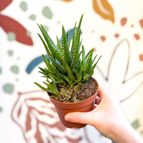 Aloe vera 'Verini' - Sprouts of Bristol