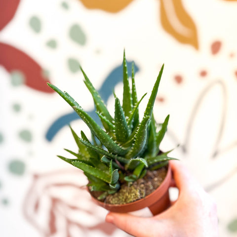 aloe vera plant sprouts Aloe vera 'Verini' – Sprouts of Bristol
