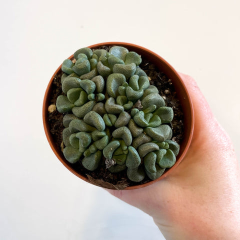 Aloinopsis schooneesii - Living Stone - Sprouts of Bristol