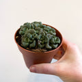 Aloinopsis schooneesii - Living Stone - Sprouts of Bristol