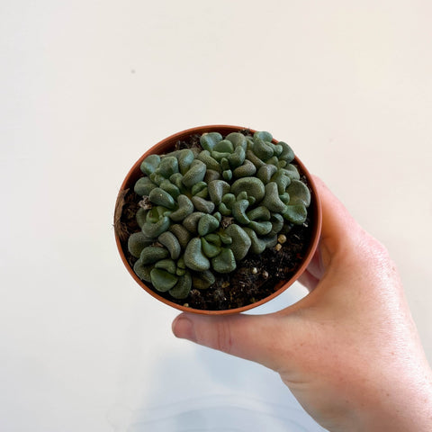 Aloinopsis schooneesii - Living Stone - Sprouts of Bristol