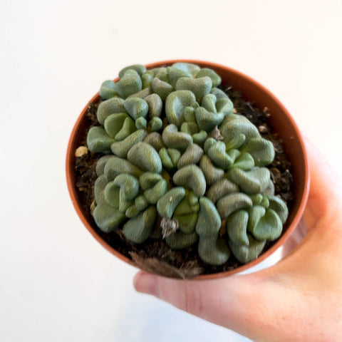 Aloinopsis schooneesii - Living Stone - Sprouts of Bristol