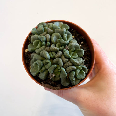 Aloinopsis schooneesii - Living Stone - Sprouts of Bristol