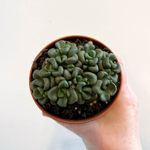 Aloinopsis schooneesii - Living Stone - Sprouts of Bristol