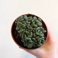 Aloinopsis schooneesii - Living Stone - Sprouts of Bristol