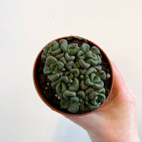 Aloinopsis schooneesii - Living Stone - Sprouts of Bristol