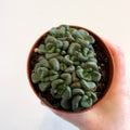 Aloinopsis schooneesii - Living Stone - Sprouts of Bristol