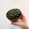 Aloinopsis schooneesii - Living Stone - Sprouts of Bristol