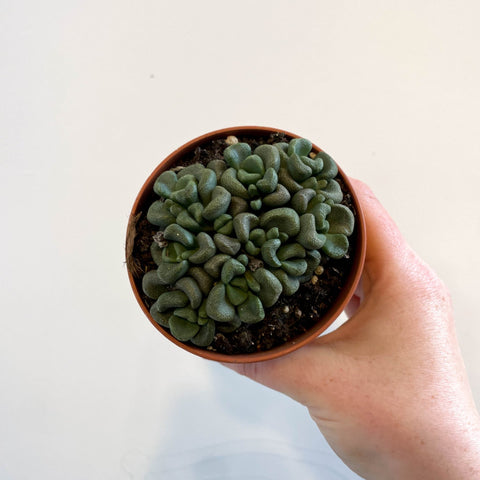 Aloinopsis schooneesii - Living Stone - Sprouts of Bristol