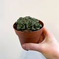 Aloinopsis schooneesii - Living Stone - Sprouts of Bristol