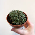 Aloinopsis schooneesii - Living Stone - Sprouts of Bristol