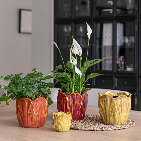 Alyssa Tulip Planter - Sprouts of Bristol