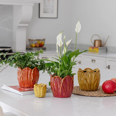 Alyssa Tulip Planter - Sprouts of Bristol