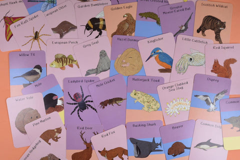 Amazing Animals of the British Isles Fact Cards - Sprouts of Bristol