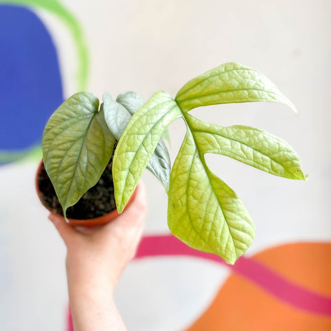 monstera spiderman plant Amydrium medium 'Silver' – Silver Spiderman Monstera – Sprouts of Bristol