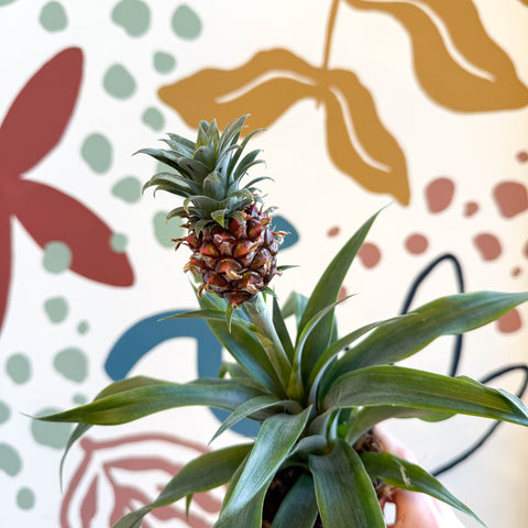 buy pineapple plant uk Ananas comosus 'Rosita'