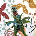 Ananas comosus 'Rosita' - Pineapple Plant - Sprouts of Bristol