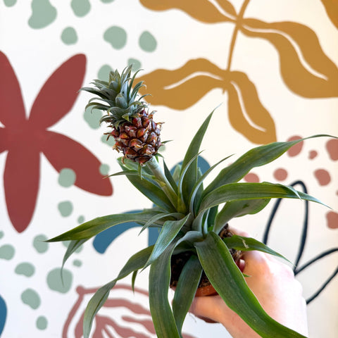 edible indoor pineapple plant ananas comosus Ananas comosus 'Rosita'