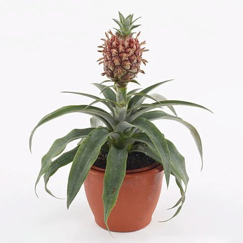 Ananas comosus 'Rosita' - Pineapple Plant - Sprouts of Bristol