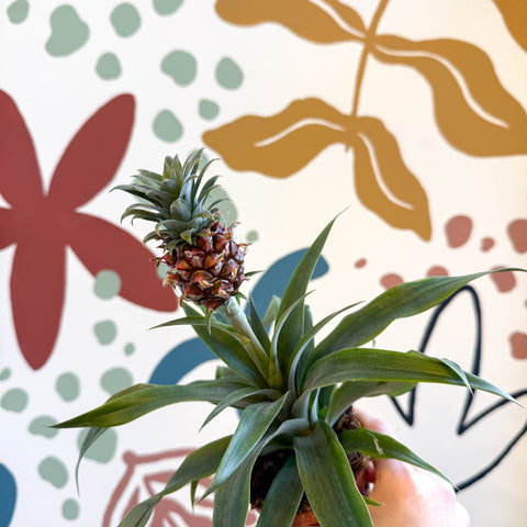 edible pineapple plant uk Ananas comosus 'Rosita'