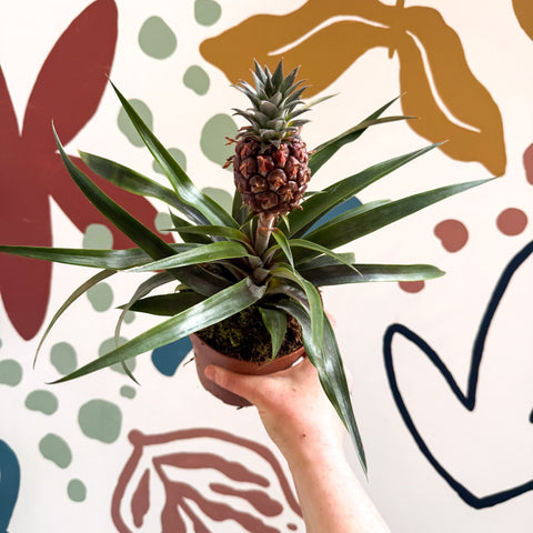 Ananas comosus 'Rosita' - Rose Pineapple Plant - Sprouts of Bristol