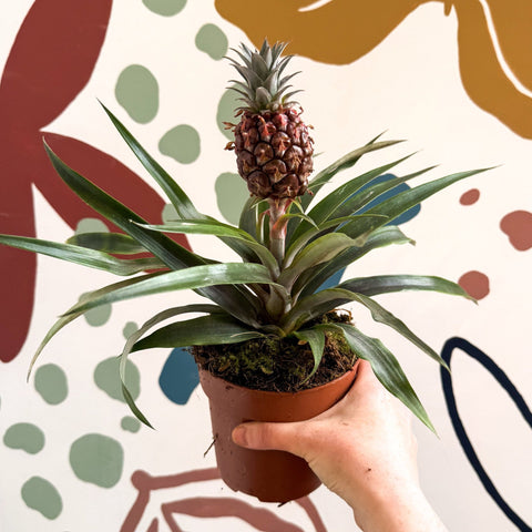 pineapple plant uk Ananas comosus 'Rosita'