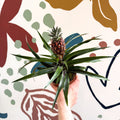 Ananas comosus 'Rosita' - Rose Pineapple Plant - Sprouts of Bristol