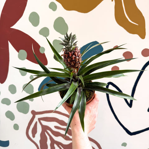 Ananas comosus 'Rosita' - Rose Pineapple Plant - Sprouts of Bristol