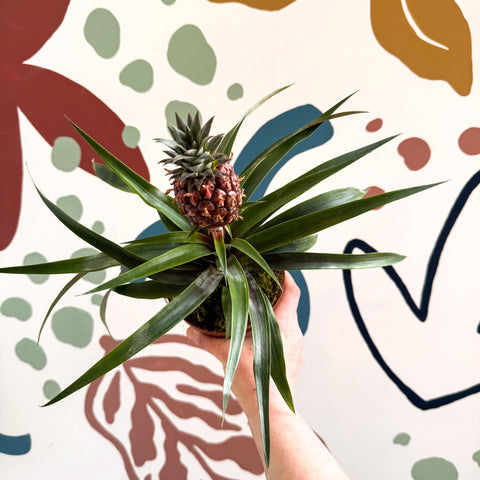 Ananas comosus 'Rosita' - Rose Pineapple Plant - Sprouts of Bristol