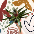 Ananas comosus 'Rosita' - Rose Pineapple Plant - Sprouts of Bristol