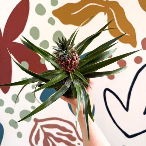 Ananas comosus 'Rosita' - Rose Pineapple Plant - Sprouts of Bristol