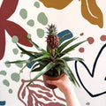 Ananas comosus 'Rosita' - Rose Pineapple Plant - Sprouts of Bristol