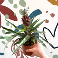 Ananas comosus 'Rosita' - Rose Pineapple Plant - Sprouts of Bristol