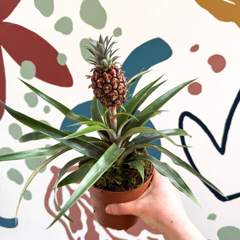 Ananas comosus 'Rosita' - Rose Pineapple Plant - Sprouts of Bristol