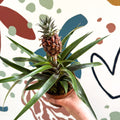 Ananas comosus 'Rosita' - Rose Pineapple Plant - Sprouts of Bristol