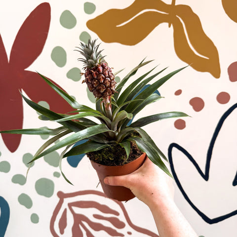 Ananas comosus 'Rosita' - Rose Pineapple Plant - Sprouts of Bristol
