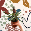 Ananas comosus 'Rosita' - Rose Pineapple Plant - Sprouts of Bristol