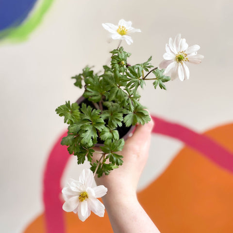 Anemone hupehensis 'Blanda White' - West Country Grown Perennial - Sprouts of Bristol