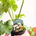 Anemone x hybrida 'Konigin Charlotte' - British Grown Herbaceous Perennial - Sprouts of Bristol