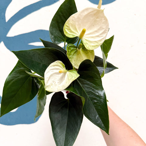 Anthurium andraeanum 'Cocos' - White Flamingo Flower - Sprouts of Bristol