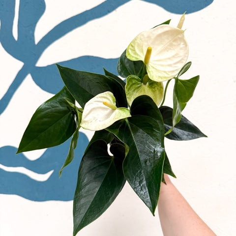 Anthurium andraeanum 'Cocos' - White Flamingo Flower - Sprouts of Bristol