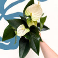 Anthurium andraeanum 'Cocos' - White Flamingo Flower - Sprouts of Bristol