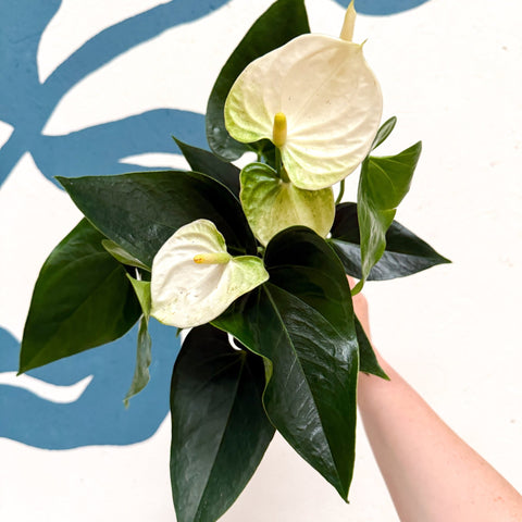 Anthurium andraeanum 'Cocos' - White Flamingo Flower - Sprouts of Bristol