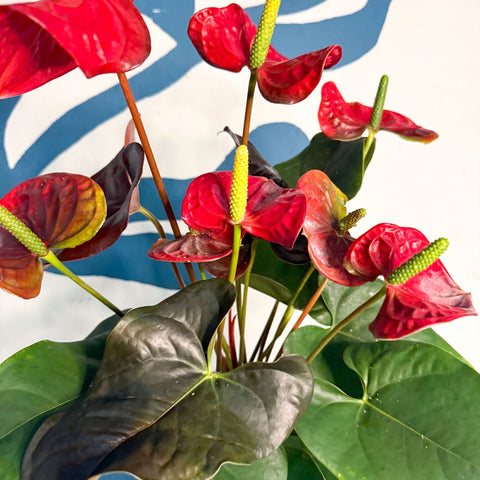 Anthurium andraeanum 'Coral Champion' - Red Flamingo Flower - Sprouts of Bristol