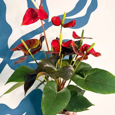 Anthurium andraeanum 'Coral Champion' - Red Flamingo Flower - Sprouts of Bristol