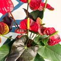 Anthurium andraeanum 'Coral Champion' - Red Flamingo Flower - Sprouts of Bristol
