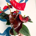 Anthurium andraeanum 'Coral Champion' - Red Flamingo Flower - Sprouts of Bristol