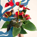 Anthurium andraeanum 'Coral Champion' - Red Flamingo Flower - Sprouts of Bristol